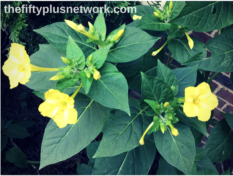 Yellow Four O'Clocks gardening good for your health healthy healthyliving healthylifestyle