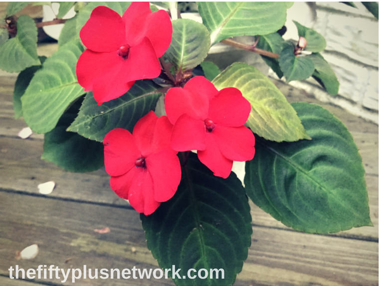 When you are finally able to enjoy your garden all day long ... flower flowers impatiens garden gardens gardening gardening is healthy